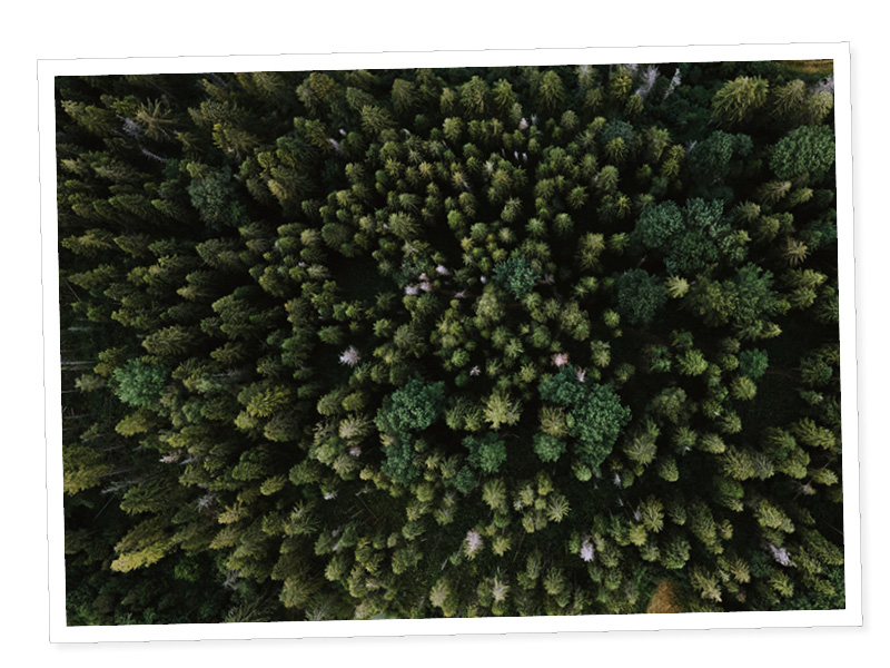 Scène montrant un grand groupe d'arbres dans la forêt